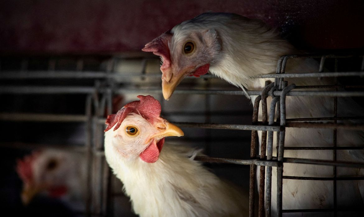 Brasil decreta Emergência Zoossanitária por causa da gripe aviária