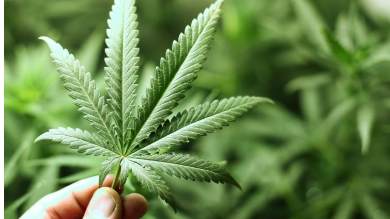 Regulamentação da Cannabis (Créditos:Câmara dos Deputados)