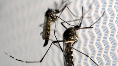 Laboratório pede incorporação da vacina contra dengue no SUS (Créditos: Agência Brasil)