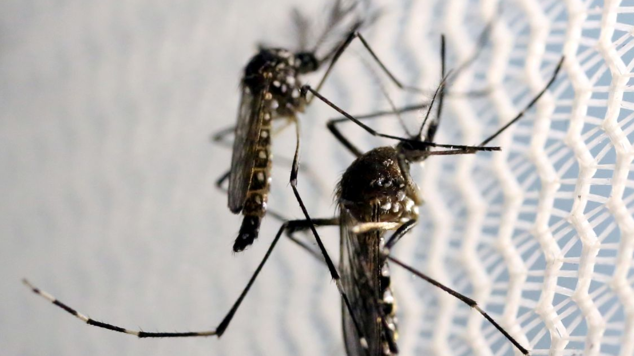 Laboratório pede incorporação da vacina contra dengue no SUS (Créditos: Agência Brasil)