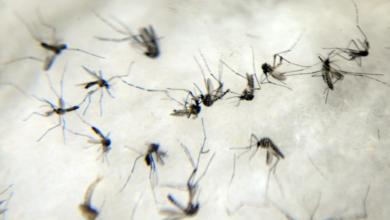 Investigadores na África testam a química da atração dos mosquitos (Créditos: Agência Brasil)