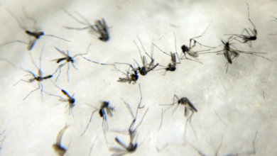 Em primeiro teste em humanos, comprimidos contra a dengue são aprovados (Créditos: Agência Brasil)