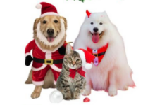 2ª edição do Natal dos Pets acontece no próximo sábado (Imagem: Divulgação / Natal dos Pets)