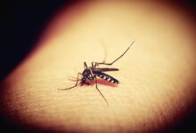 Sesap confirma primeira morte por dengue em 2024 no RN