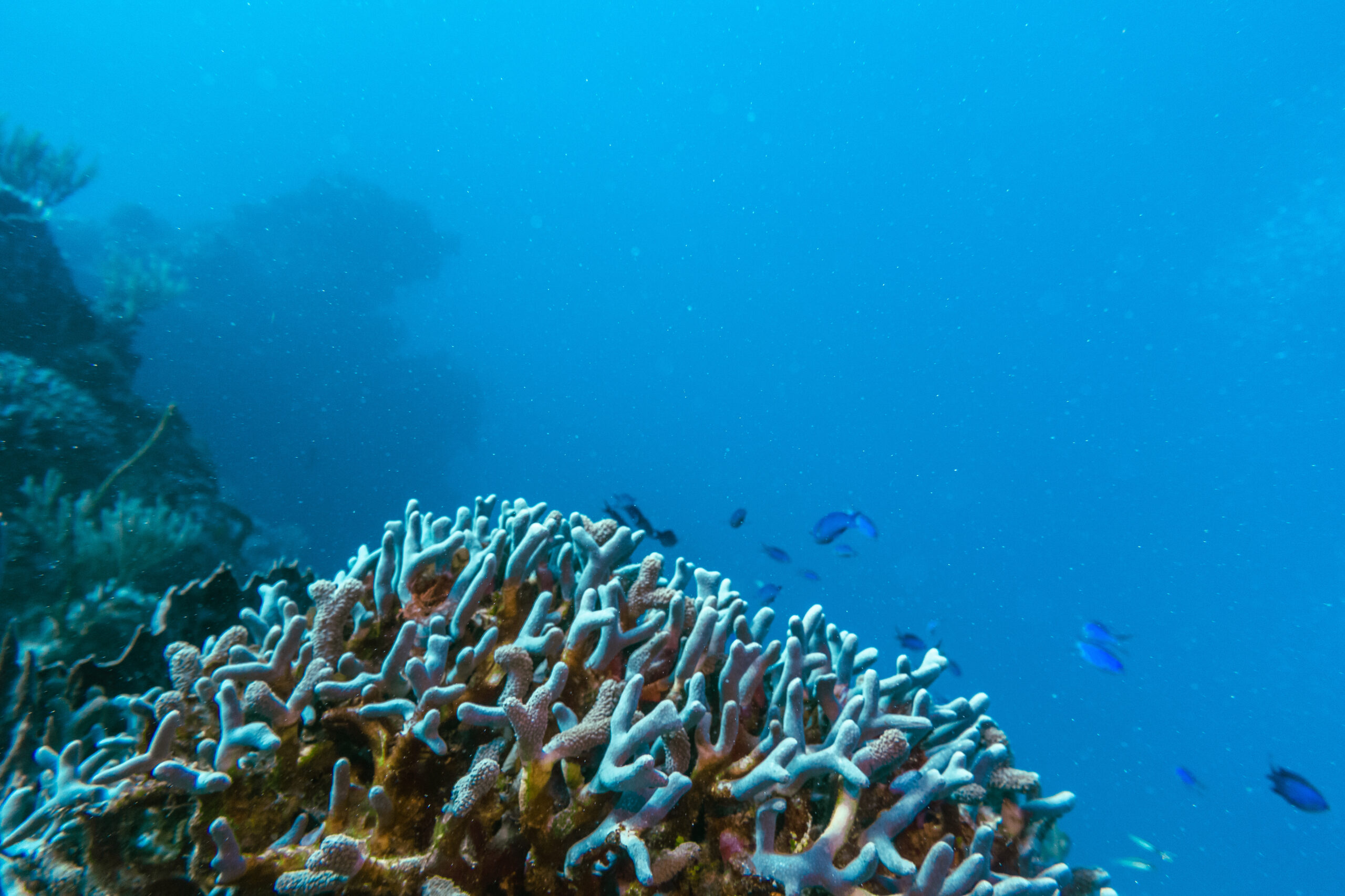 NOAA confirma 4º evento global de branqueamento de corais