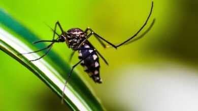 Dengue por que pacientes com sintomas podem testar negativo para o vírus