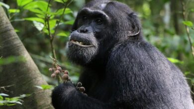 Os chimpanzés procuram e comem puramente plantas com propriedades medicinais quando estão doentes ou feridos, sugere um estudo