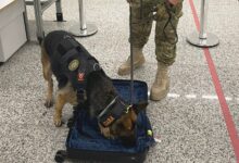 Idoso é preso com quase 5 kg de cocaína no aeroporto de Natal