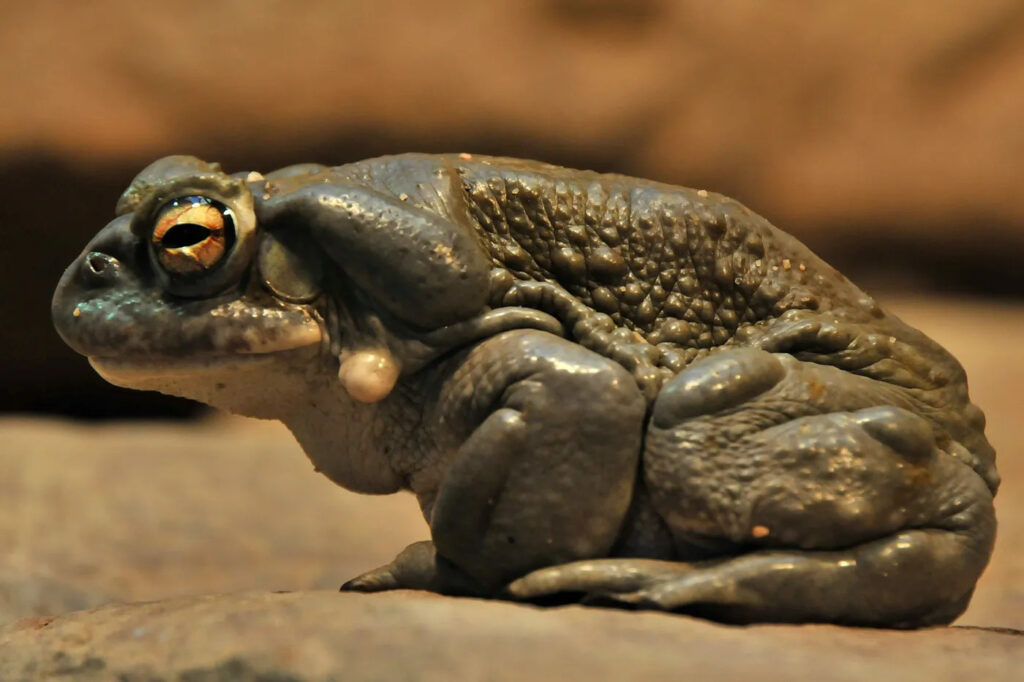 O calmante que vem do sapo ansiolítico UFRN