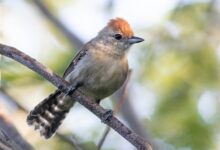 Pesquisa da UFRN descobre nova espécie de ave na região do Rio São Francisco choca-do-nordeste-de-cauda-barrada