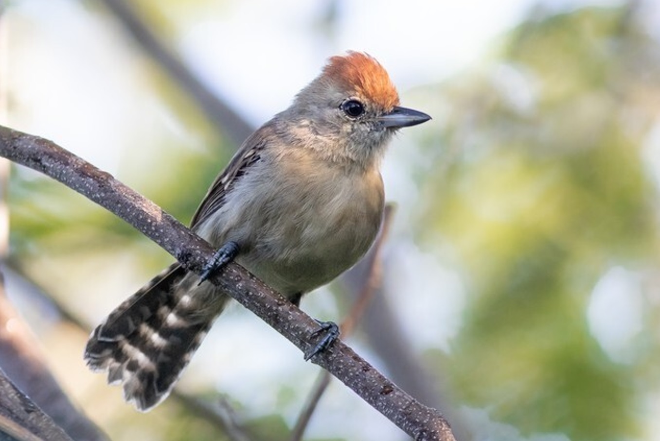Pesquisa da UFRN descobre nova espécie de ave na região do Rio São Francisco choca-do-nordeste-de-cauda-barrada