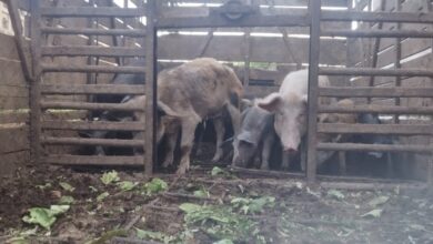 Polícia Civil resgata mais de 30 animais vítimas de maus-tratos em Apodi