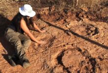 Pesquisadores da UFRN descobrem novas pegadas de dinossauro que viveu há 125 milhões de anos