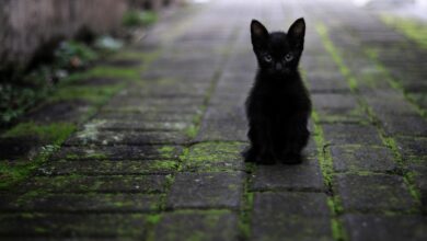 Polícia investiga casos de envenenamento de gatos em Capim Macio e Ponta Negra