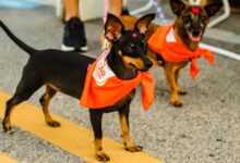 Praia Shopping recebe nova edição do 'Super Encãotro' com corrida para pets e show musical