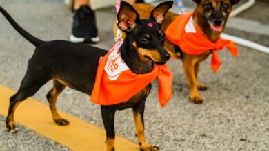 Praia Shopping recebe nova edição do 'Super Encãotro' com corrida para pets e show musical