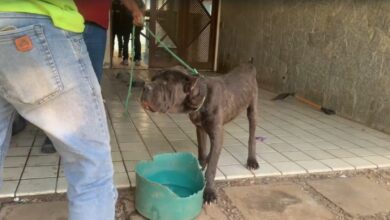 Policia salva caes abandonados em cenario de horror na Zona Sul de Natal