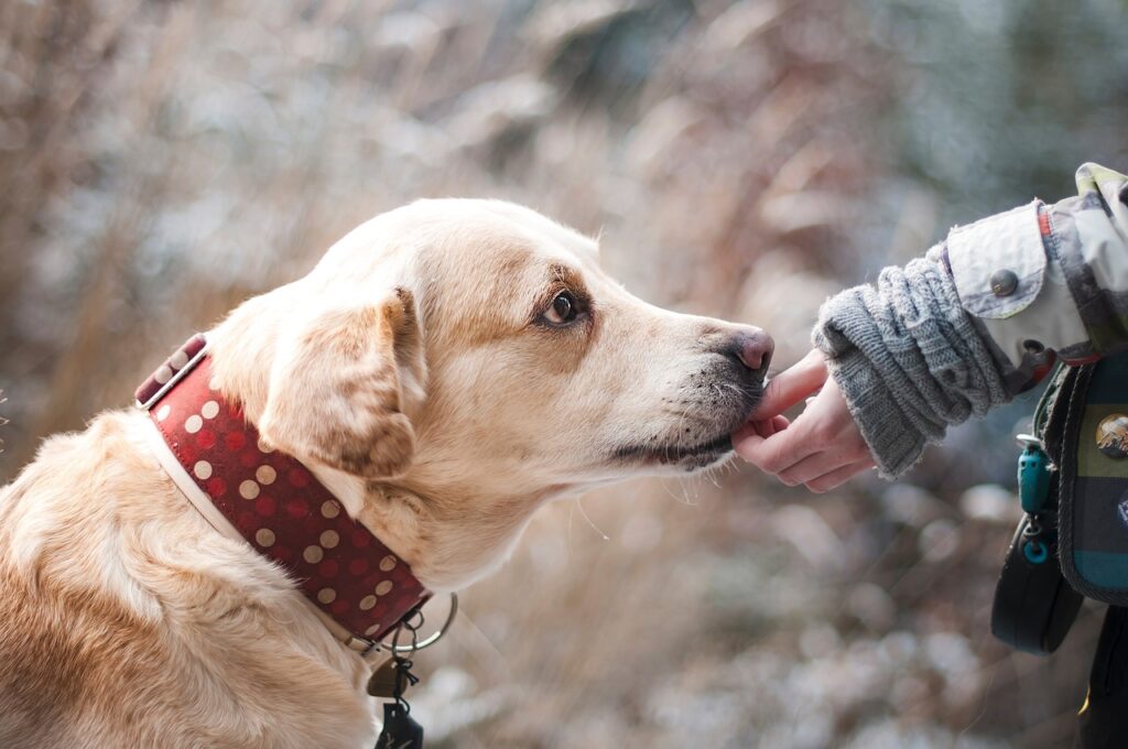 Humanos e cães