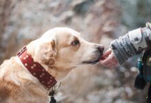 Humanos e cães